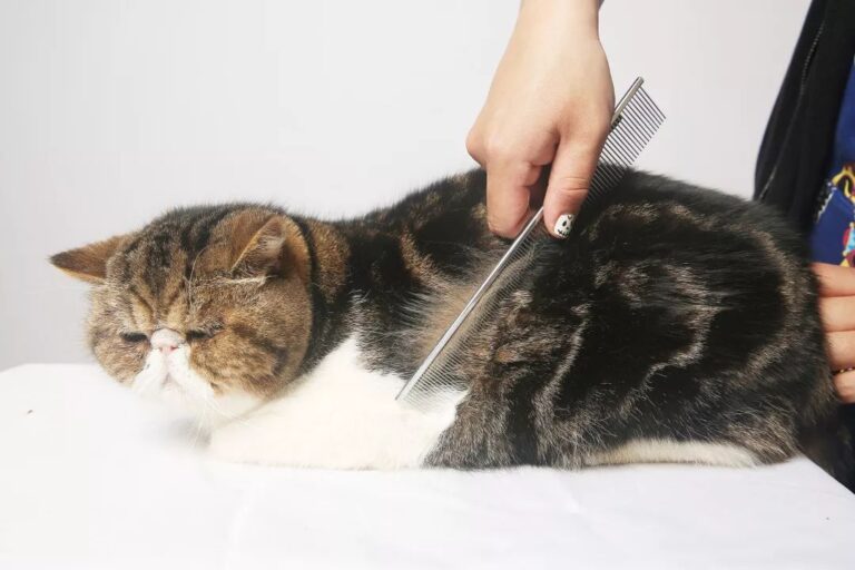 云南省市场监管局：“五改革”齐发力 持续优化市场准入环境