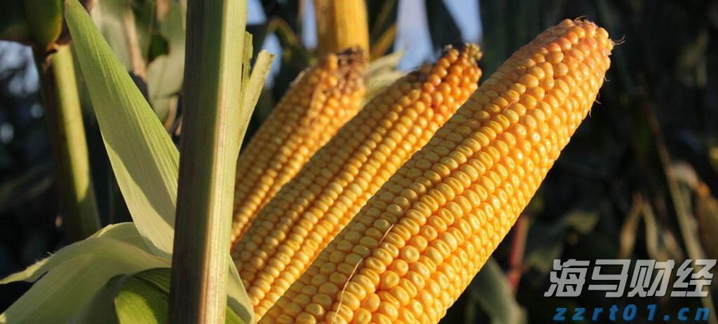 共绘网络文明星光！粤港澳大湾区青少年网络素养交流活动开启